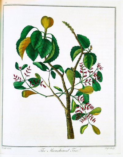 Manchineel-tre Hippomane mancinella eller Poison Guava, c1795 av Unbekannt