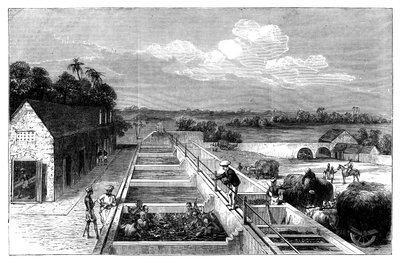 Produserer indigo i Tirhoot Muzaffarpur, Nedre Bengal, 1869 av Unbekannt