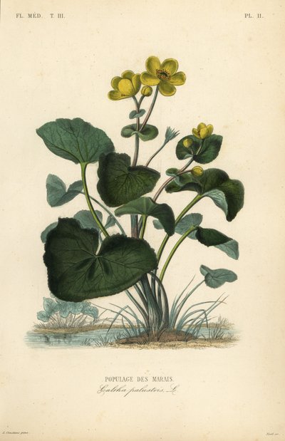 Marsh ringblomst eller kongebeger, Caltha palustris, Populage des marais av Unbekannt