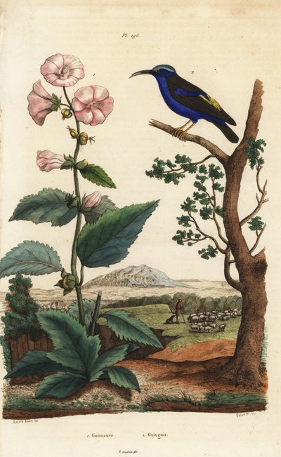 Marshmallow, Althaea officinalis 1 og lilla honningkryper, Cyanerpes caeruleus 2 av Unbekannt