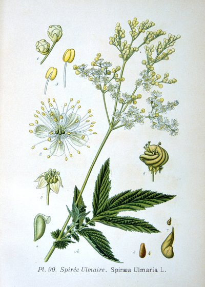 Meadowsweet, 1893 av Unbekannt