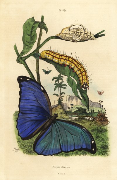 Menelaus blå morpho sommerfugl, Morpho menelaus, larve og puppe av Unbekannt