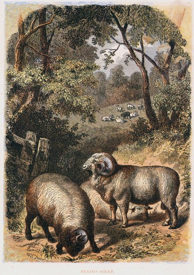 Merino sau, c1860 av Unbekannt