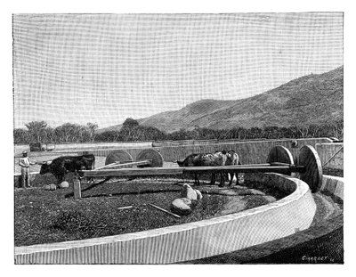 Kvern for avskalling av kaffe, Mellom-Amerika, c1890 av Unbekannt