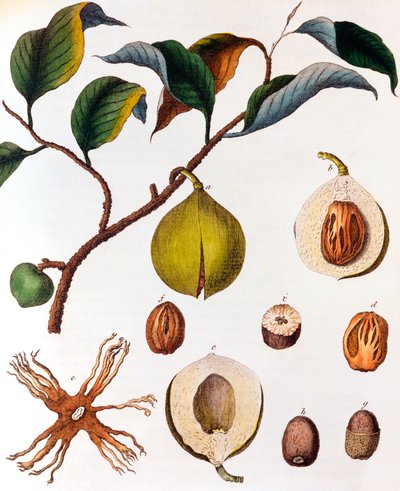Myristica fragrans - muskatnøtt, c1798 av Unbekannt