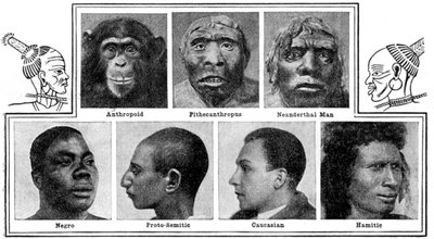 Naturens evolusjonære design i nesene, 1922 av Unbekannt