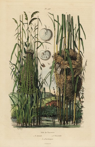 Reir av strøksanger, Cisticola juncidis, og sivsanger, Acrocephalus scirpaceus av Unbekannt