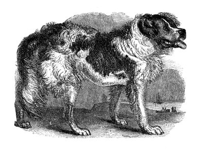Newfoundland hund, 1848 av Unbekannt