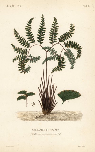 Nordlig jomfruhårbregne eller femfingret bregne, Adiantum pedatum, Capillary of Canada av Unbekannt