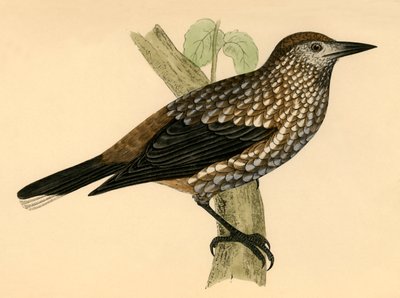 Nøtteknekker, sent på 1800-tallet. av Unbekannt