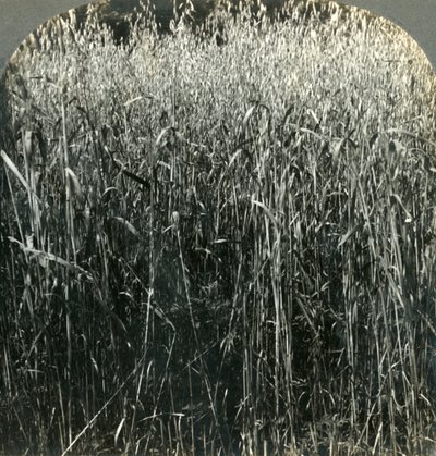 Oats Growing, Pennsylvania, U.S.A., 1903. av Unbekannt