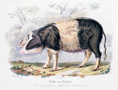 Gammel engelsk grisrase, 1842 av Unbekannt