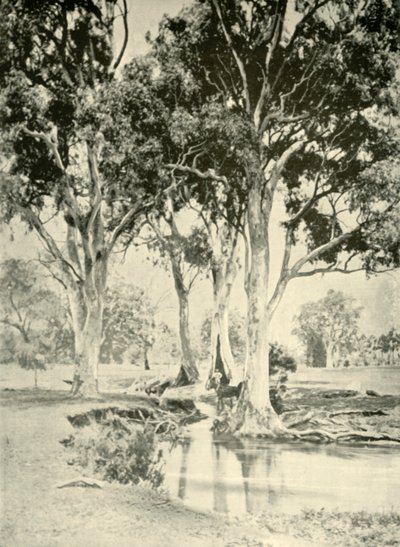 Old Gums, Mt. Crawford, Sør-Australia, 1901. av Unbekannt