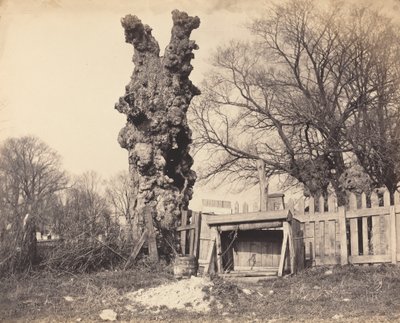 Gammelt tre nær Chatham, 1850-tallet. av Unbekannt