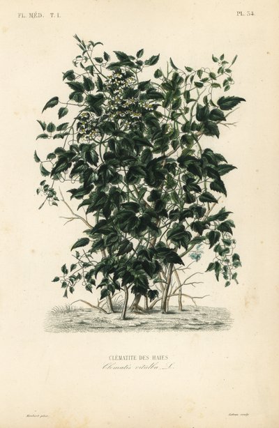 Gammelmannsskjegg og reiseglede, Clematis vitalba, Clematite des haies av Unbekannt