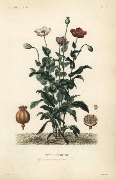 Opiumsvalmue, Poppy somniferum, Pavot somnifere av Unbekannt