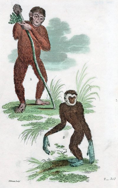 Debitorer og Gibbon, 1822 av Unbekannt