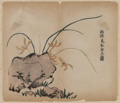 Orchid on Rocks, 1700-tallet. av Unbekannt
