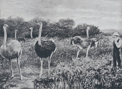 Strutser, 1924 av Unbekannt