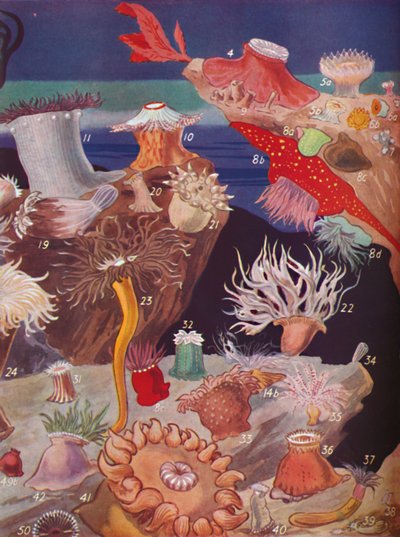 Over femti varianter av sjøanemoner, 1935 av Unbekannt