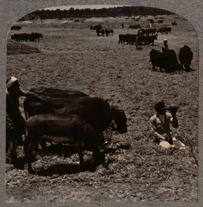 Okser som tråkker mais, c1900 av Unbekannt