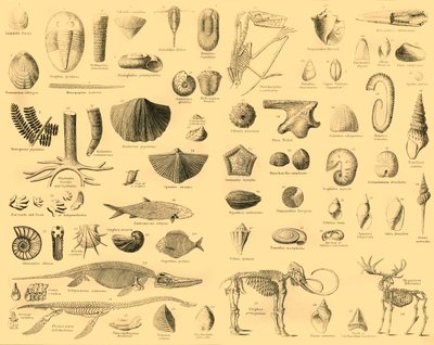 Paleontologi, c1910. av Unbekannt