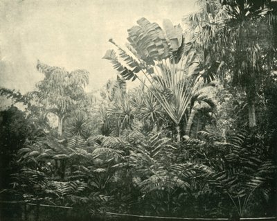 Palm and Fern Island, Botanic Gardens, Brisbane, 1901. av Unbekannt
