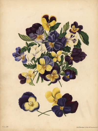 Stemorblomster, Pensees eller Heart