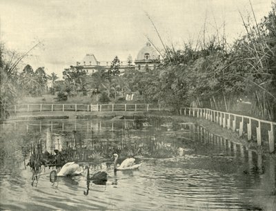 Papyrus Pond, Brisbane Botanical Gardens, 1901. av Unbekannt