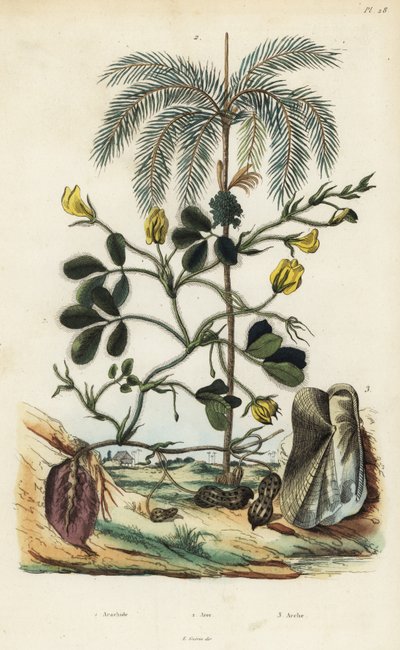 Peanøtt- eller jordnøttplante, Arachis hypogaea 1, areca-nøttpalme, Areca catechu 2 og muslinger Arca semi-torta, Trisidos semitorta 3 av Unbekannt