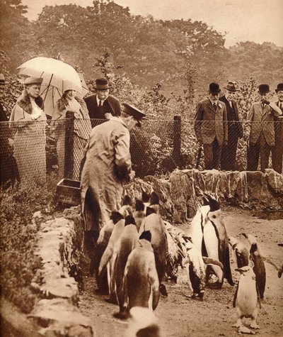 Pingviner på parade for kongen, 1934 1935 av Unbekannt