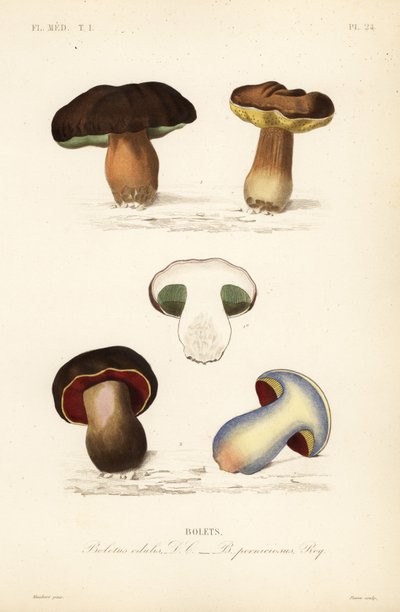 Penny bun eller piggsopp, Boletus edulis, og den skumle boleten, Suillellus luridus, Boletus perniciosus av Unbekannt