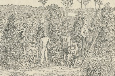 Pepperplantasje, 1924 av Unbekannt