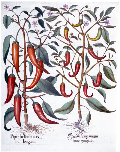 Peppers, 1613 av Unbekannt