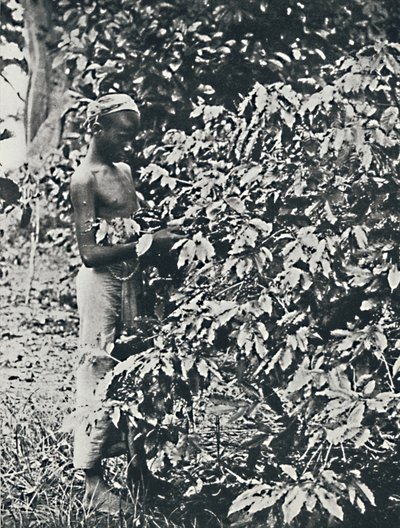 Å plukke kaffe, 1916 av Unbekannt