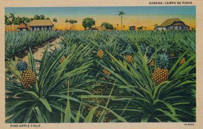 Pine-Apple Field - Havana, Campo De Pinas, c1910 av Unbekannt