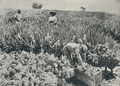 Pine-epleplantasje, 1916 av Unbekannt