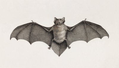 Pipistrelle flaggermus, flaggermus i Egypt av Unbekannt