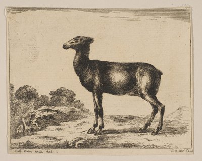 Plate 15: doe, fra Diverse dyr Diversi animali, etter 1641. av Unbekannt
