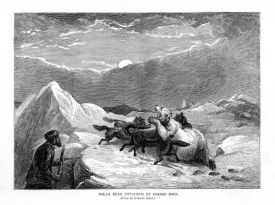 Isbjørn angrepet av eskimohunder, 1877 av Unbekannt