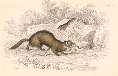 Polecat Mustela putorius, medlem av veslefamilien, 1828 av Unbekannt