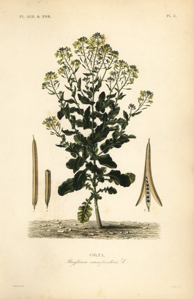 Polsk rapsolje eller rapsoljeplante, Brassica rapa, Brassica campestris, Colza av Unbekannt