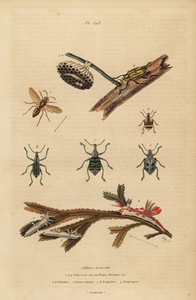 Polistes gallicus, papirveps og reir, blåsnutebille, Eupholus schoenherri, rotsnutebille, Diaprepes abbreviatus, Polycera sjøsnegl, Ancula gibbosa, Atlantic ancula, på tang av Unbekannt