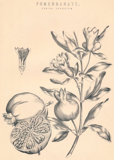 Granateple, c1800-tallet av Unbekannt
