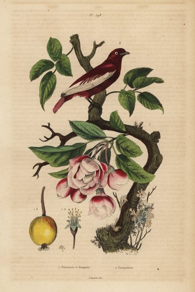 Pompadour cotinga, Xipholena punicea, på et epletre, Malus pumila, frukt, blomst Pompadour et pommier en buketter av Unbekannt