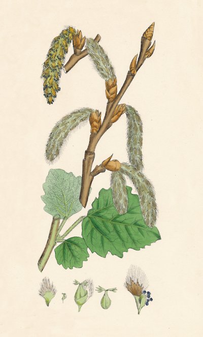 Populus canescens. Grå poppel, 1800-tallet av Unbekannt
