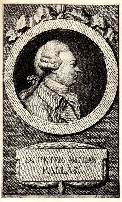 Portrett av zoologen og botanikeren Peter Simon Pallas 1741-1811, tidlig på 1800-tallet. av Unbekannt