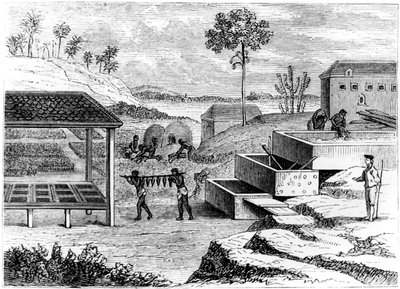 Forbereder indigo, Santo Domingo, 1873 av Unbekannt