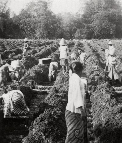Klargjøring av vanningskanaler på en sukkerplantasje, Java, Nederlandsk Øst-India, 1927 av Unbekannt