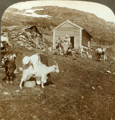 Pene norske jenter som passer kyr og geiter på Haukeli-fjellene, Norge, ca 1905. av Unbekannt